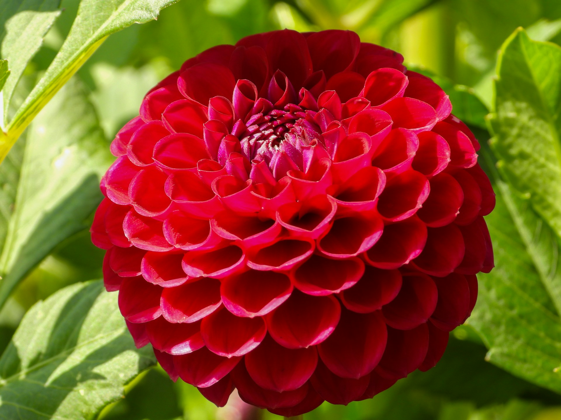 Autumn to Winter Flowers